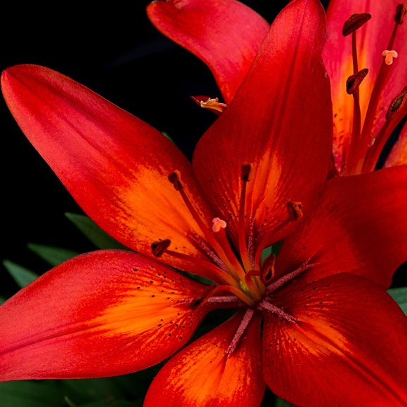 🎅🌟🤶🎄🎁🎶🎅🌟🤶🎄🎁🎶🎅🌟🤶🎄🎁 - Picture 2 of 14